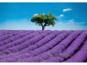 FOTOMURAL PROVENCE 144