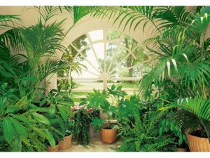 FOTOMURAL WINTERGARDEN 231