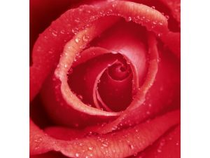 FOTOMURAL ROSE 368