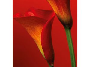 FOTOMURAL RED CALLA LILIES 406